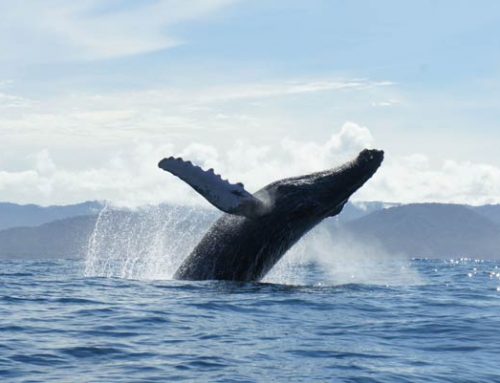 Utria National Natural Park