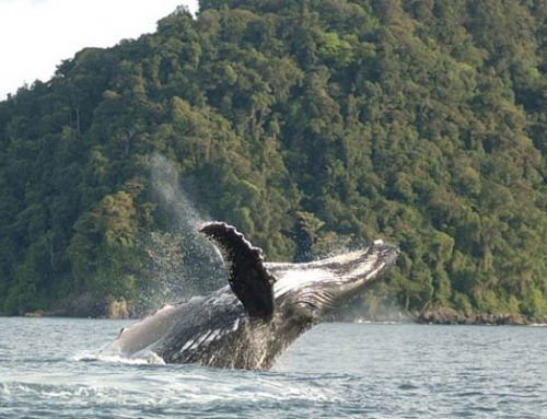 Uramba Bahia Malaga National Natural Park