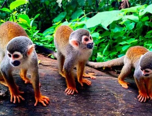 Micos Island, Leticia