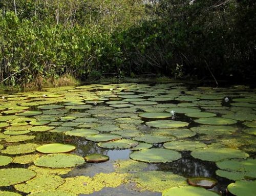Amacayacu National Natural Park, Leticia